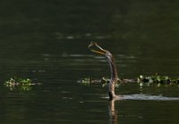 139 - SNAKE BIRD TOSSING FISH - GHOSH SOUMEN KUMAR - india